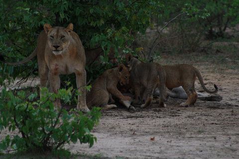 Night Drive And Bush Dinner in a Private Game Reserve