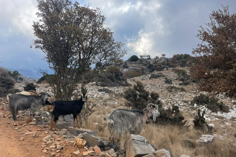 Crète : Safari en Jeep avec déjeuner, boissons et transfertSafari en jeep semi-privé avec déjeuner, boissons et transfert