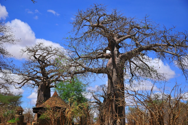Mikumi National Park & Udzungwa Waterfalls 4-Day Tour