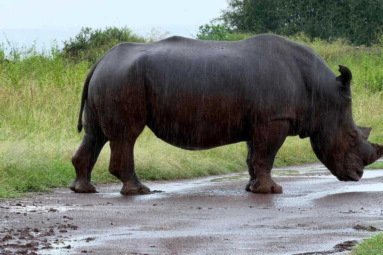 Nairobi National Park Half-Day Safari – Wildlife Game Drive