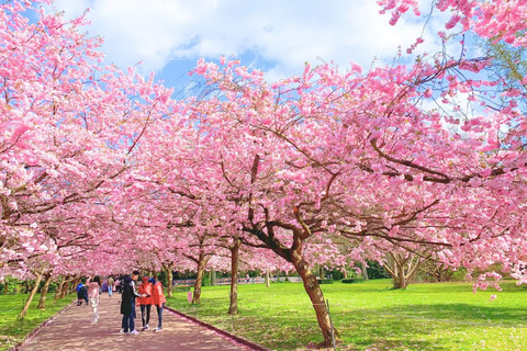Tokyo Cherry Blossom Walking Tour & Hanami Experience