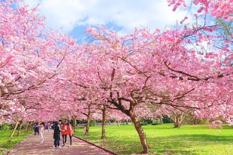 Tokyo Cherry Blossom Walking Tour & Hanami Experience