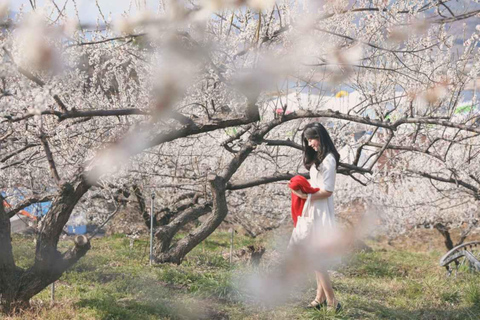 Séoul/Busan : visite d&#039;une journée au festival des pruniers en fleurs de GwangyangDépart de Busan depuis la station de métro de Busan
