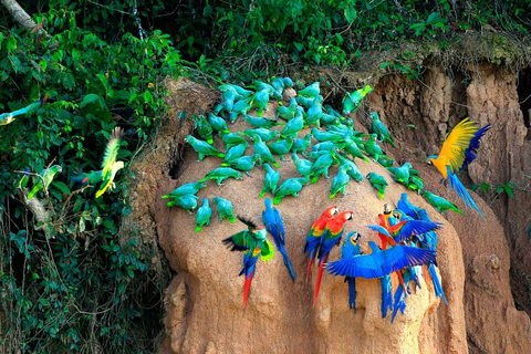 Tambopata Macaw claylick e lago andoval 3 dias/2 noites