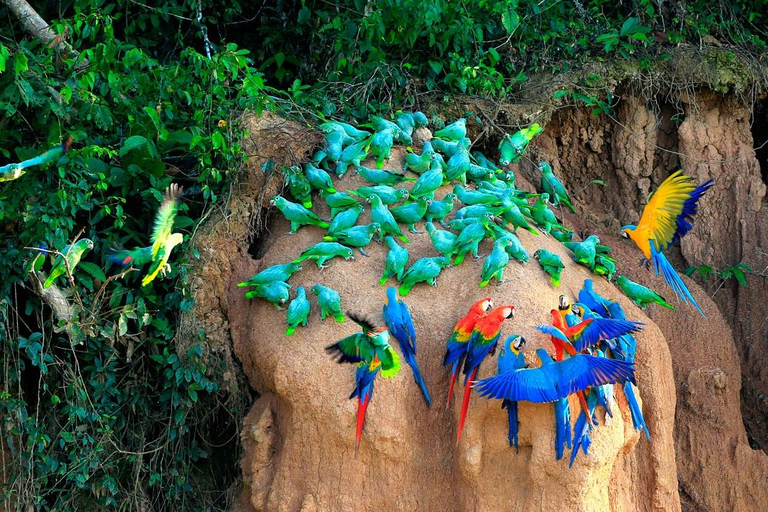 Tambopata Macaw claylick e lago Andoval 3 giorni/2 notti