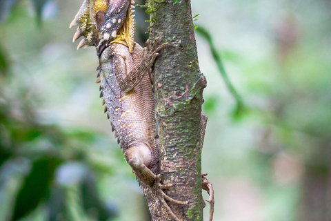 Daintree Rainforest: Waterfall Walk, Swim &amp; Crocodile Cruise