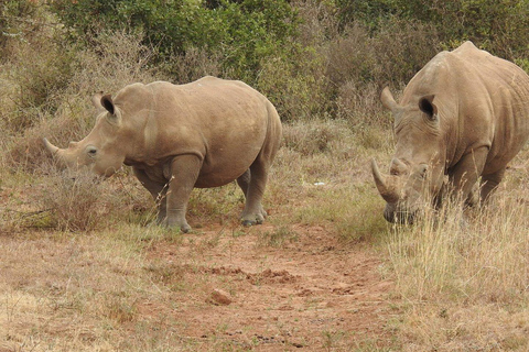 Nairobi National Park: Early Morning or afternoon adventure Early morning game drive in a Landcruiser JEEP