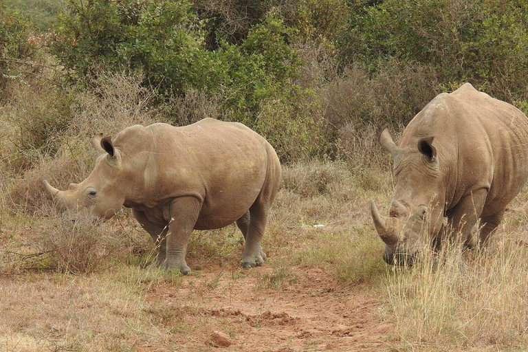 Nairobi National Park: Early Morning or afternoon adventure Early morning game drive in a Landcruiser JEEP