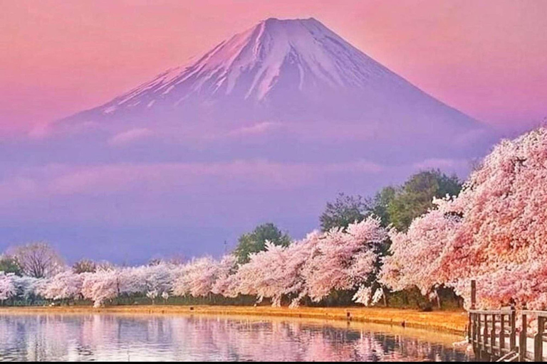 From Tokyo : Mount Fuji Private Day Trip with Hotel Pickup Mount Fuji & Hakone Customize Tour With English Guide