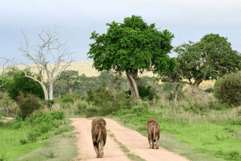 阿鲁沙：3日姆科马齐国家公园与马赛村落之旅