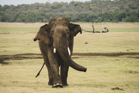 Hurulu Eco Park Jeep Safari & Entrance Ticket Included Without Ticket