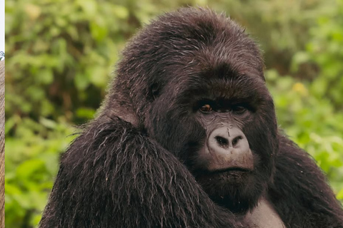 From Kigali: Gorilla Trekking in Rwanda & Diana Fossey Tour