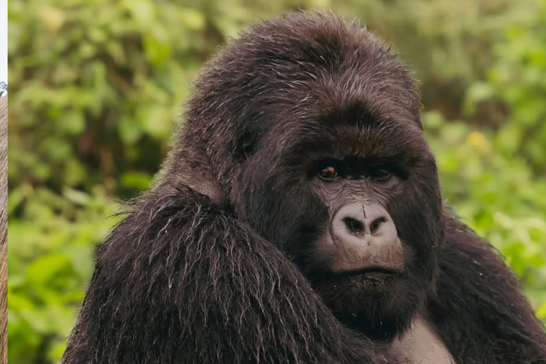 From Kigali: Gorilla Trekking in Rwanda & Diana Fossey Tour