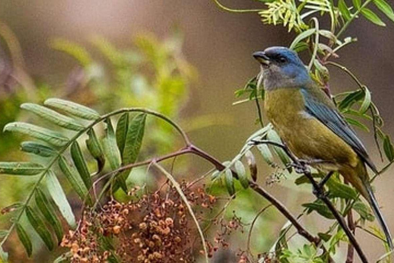 Cusco: Tour de observación de aves en la laguna Huacarpay con desayuno