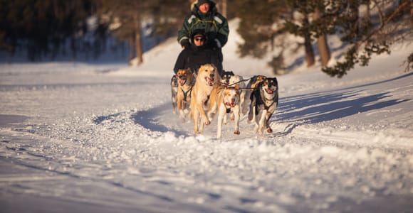Self Drive Dogsledding & Reindeer Herd Visit w/ light lunch