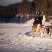 Self-Drive Dogsledding & Reindeer Herd Visit with Light Lunch