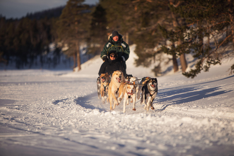 Arctic Highlights: Dogsledding & Reindeer Feeding Combo