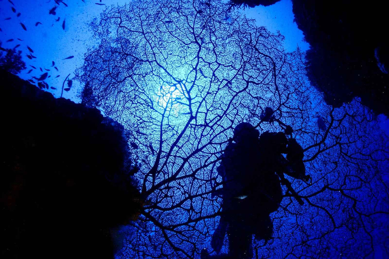 Diving in Boracay: Fundive for Certified Divers