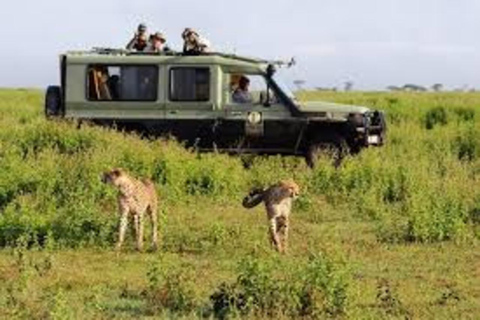 3-dniowe safari w Tanzanii w obiekcie klasy średniej3-dniowe safari w domku średniej klasy w Tanzanii