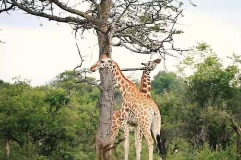 From Kampala: 3-Day Murchison Falls Safari & Chimpanzee Trek