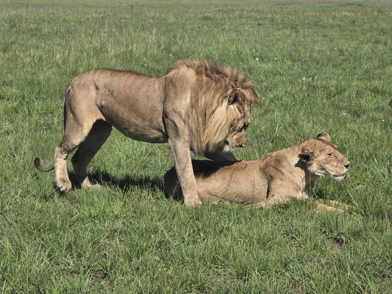3-tägige Masai-Mara-Tour mit Guide auf Spanisch, Italienisch oder Französisch