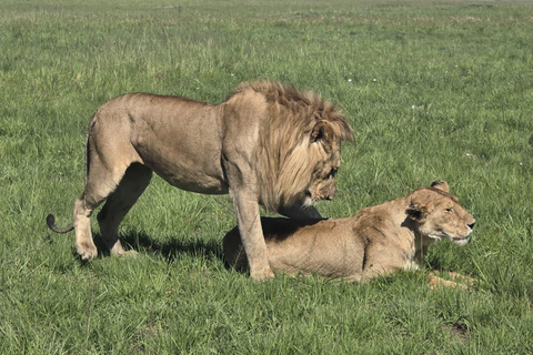 3-Day Masai Mara with Spanish, Italian or French Guide