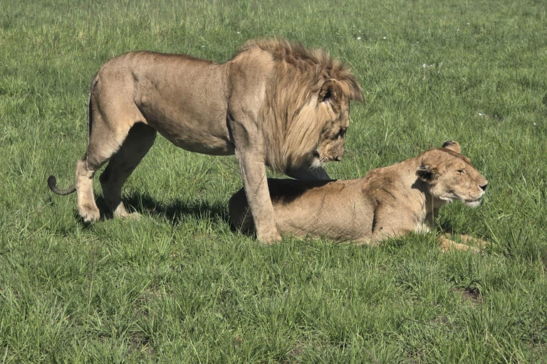 3-Day Masai Mara with Spanish, Italian or French Guide
