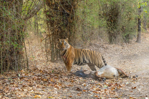 Von Jaipur aus: 1 Tagestour zum Ranthambore Tiger Reserve