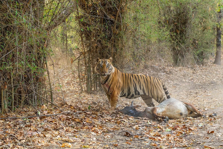 Von Jaipur aus: 1 Tagestour zum Ranthambore Tiger Reserve