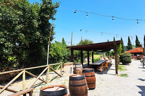 رحلة نصف يوم إلى شيانتي: تذوق قلب توسكاناخيار المجموعة الصغيرة (حتى 30 شخصًا)