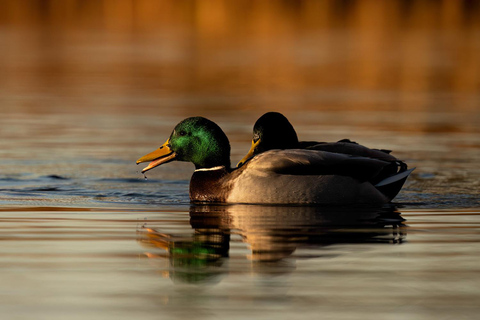 Atelier de photographie animalière pour débutantsAtelier de groupe pour débutants en photographie de la faune et de la flore