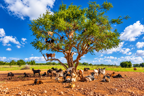 Agadir: Argan Tree-Climbing Goats & Oil Cooperative Tour
