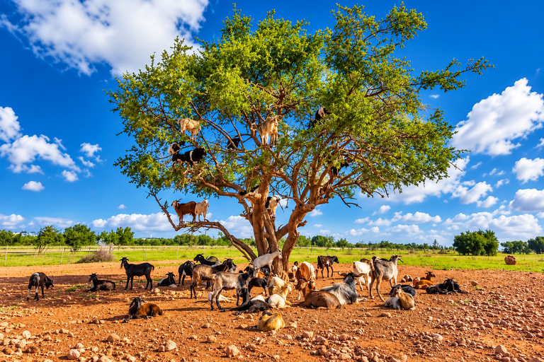 Agadir: Argan Tree-Climbing Goats & Oil Cooperative Tour