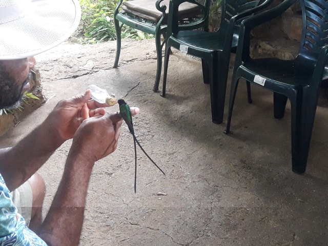 Rocklands Bird Sanctuary: 2-Hour Montego Bay Return Transfer
