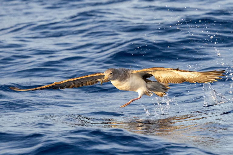 São Miguel: Sunset Boat Tour – Golden Light, Cliffs & Caves