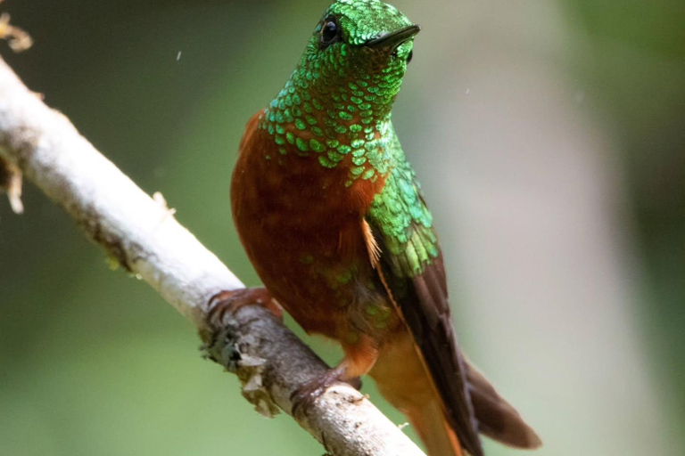 From Cusco: Manu National Park Day Trip with Birdwatching