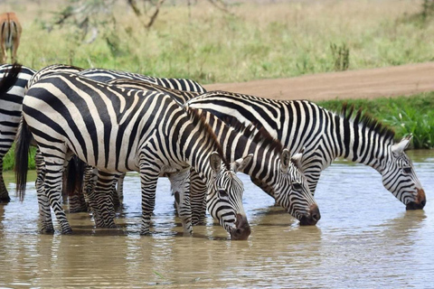 Park Narodowy Nairobi - półdniowa/całodniowa przejażdżka po parku