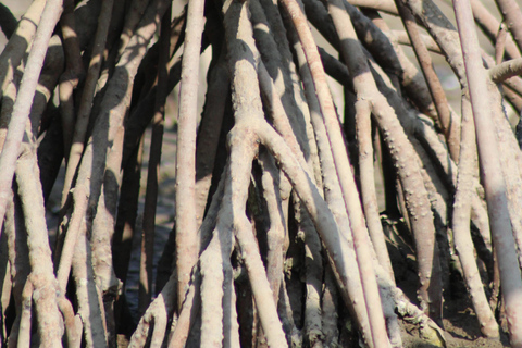Bagek Kembar: Mangrove & Stingless Beekeeping Experience