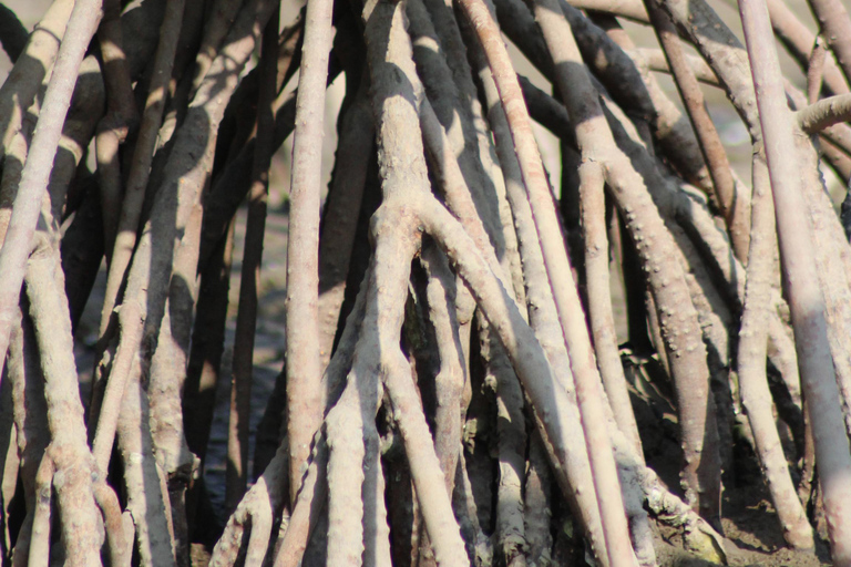 Bagek Kembar: Mangrove & Stingless Beekeeping Experience