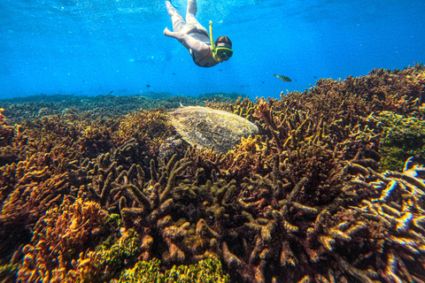 亭可马里：赏鲸和海军岛浮潜之旅
