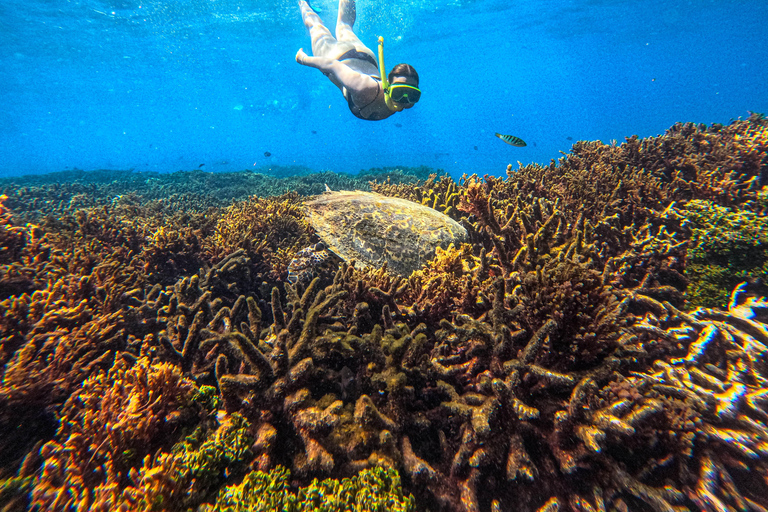 亭可马里：赏鲸和海军岛浮潜之旅