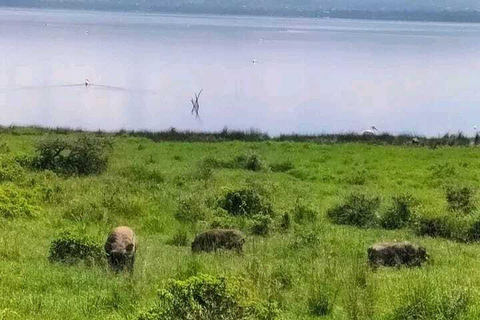 Nairobi: Lake Nakuru National Park Day Trip with Game Drive