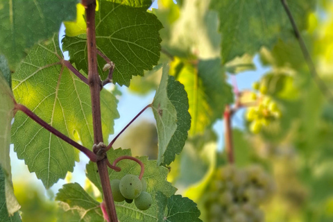 Rheingau: Wine Tour with Tasting