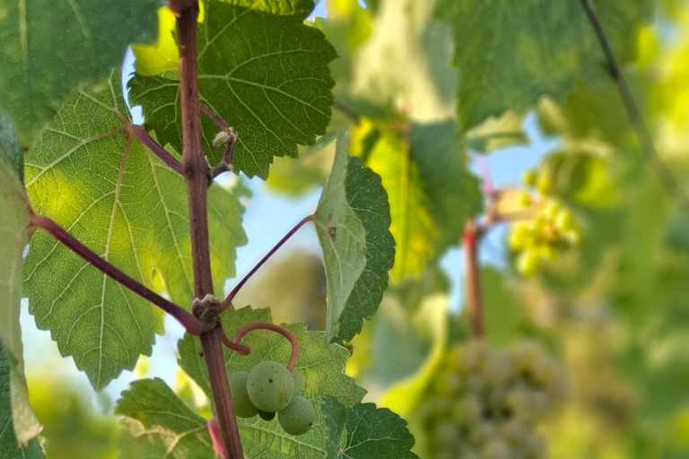 Rheingau: Wine Tour with Tasting