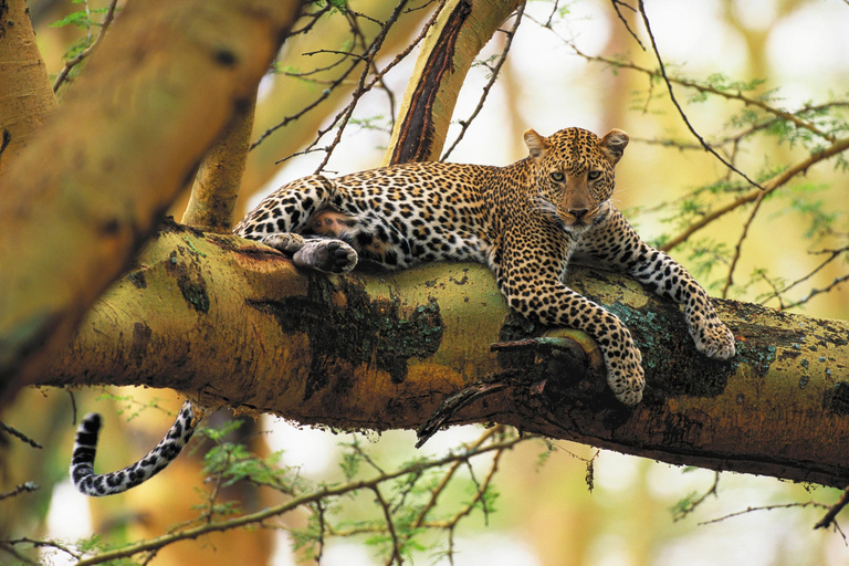 Nairobi:5Days Maasai Mara,Lake Nakuru &Naivasha Group Safari Accomodation Upgrade