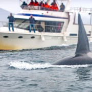 Newport Beach: Excursão de 2 Horas c/ Observação de Baleias