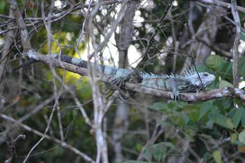 Manaus Amazon Kabanas Jungle Survival Tour 7 dagar &amp; 6 kvällar