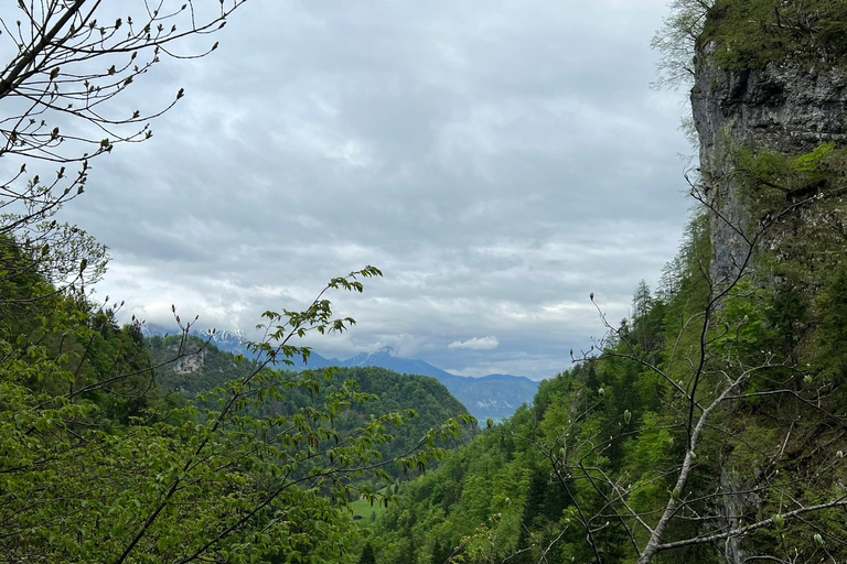 From Bled: Half-Day Pokljuka Gorge Trail Hike (Private)