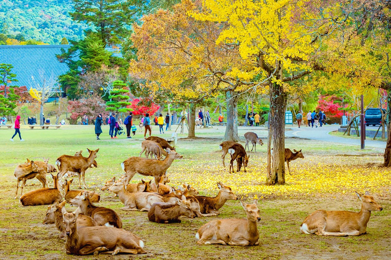Osaka/Kyoto: Arashiyama, Nara Park & Fushimi Inari Day Tour Kyoto Departure: Private Sightseeing Tours