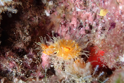Night Snorkeling: An unforgettable experience!